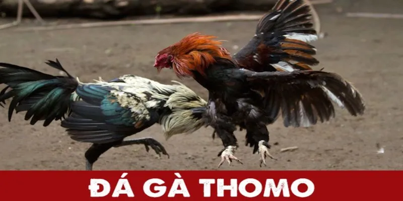 Đá Gà Thomo Hello88 | Nơi Hội Tụ Những Chiến Kê Huyền Thoại!